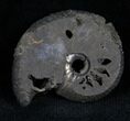 Pyritized Ammonite From Russia - #7290-1